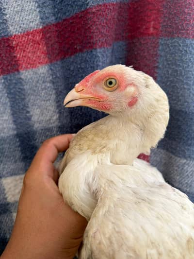white heera phata