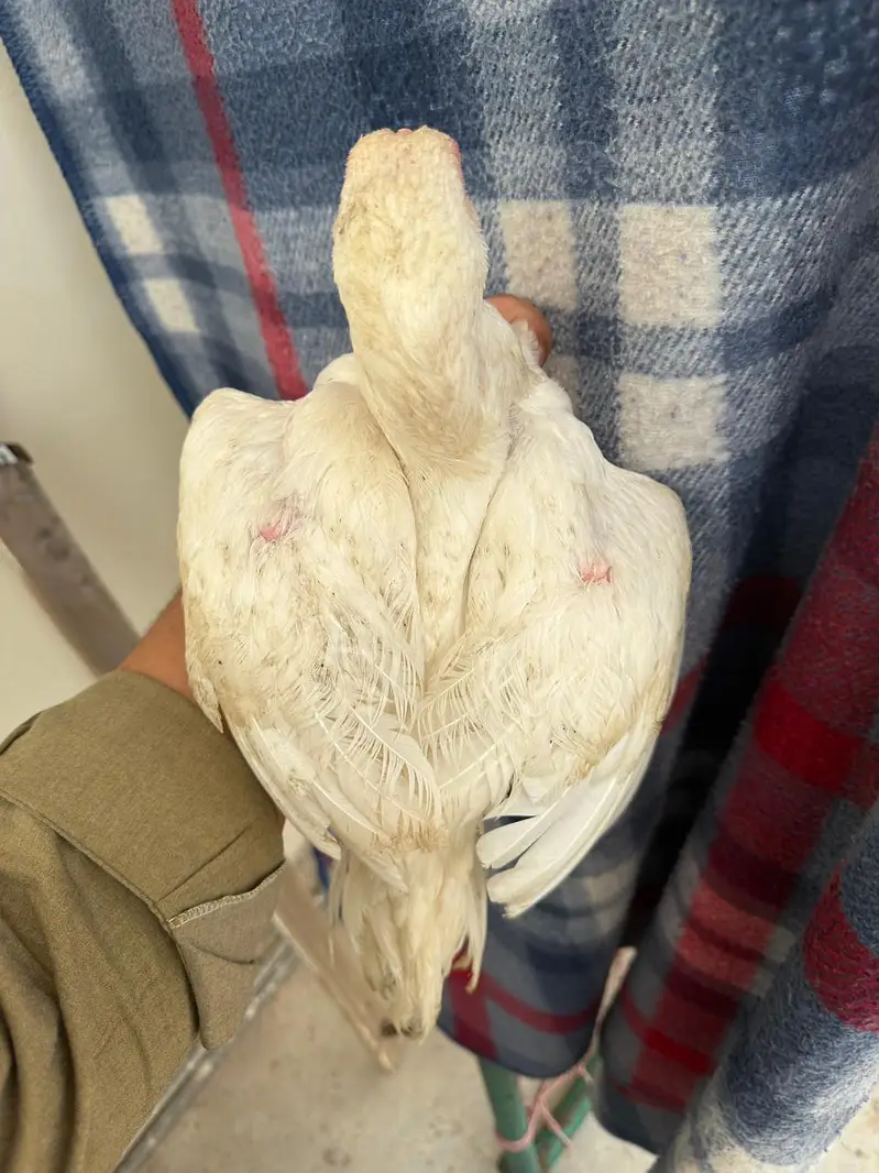 white heera phata — photo 2