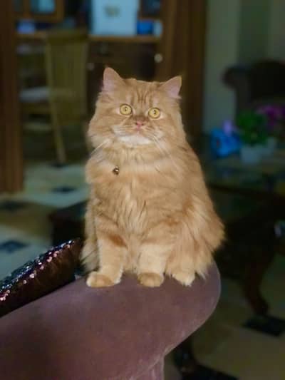 Persian cat