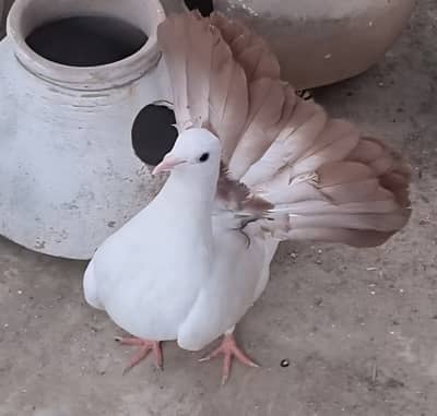 Young Lakka Fantail Pigeon for Sale