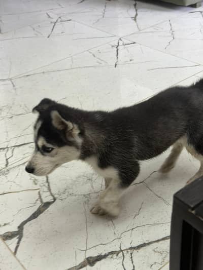2 Months Male Siberian Husky Puppy – Healthy & Active