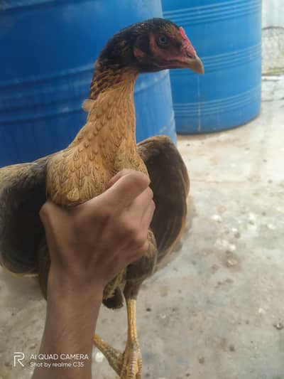 strong bloodline Aseel Hens