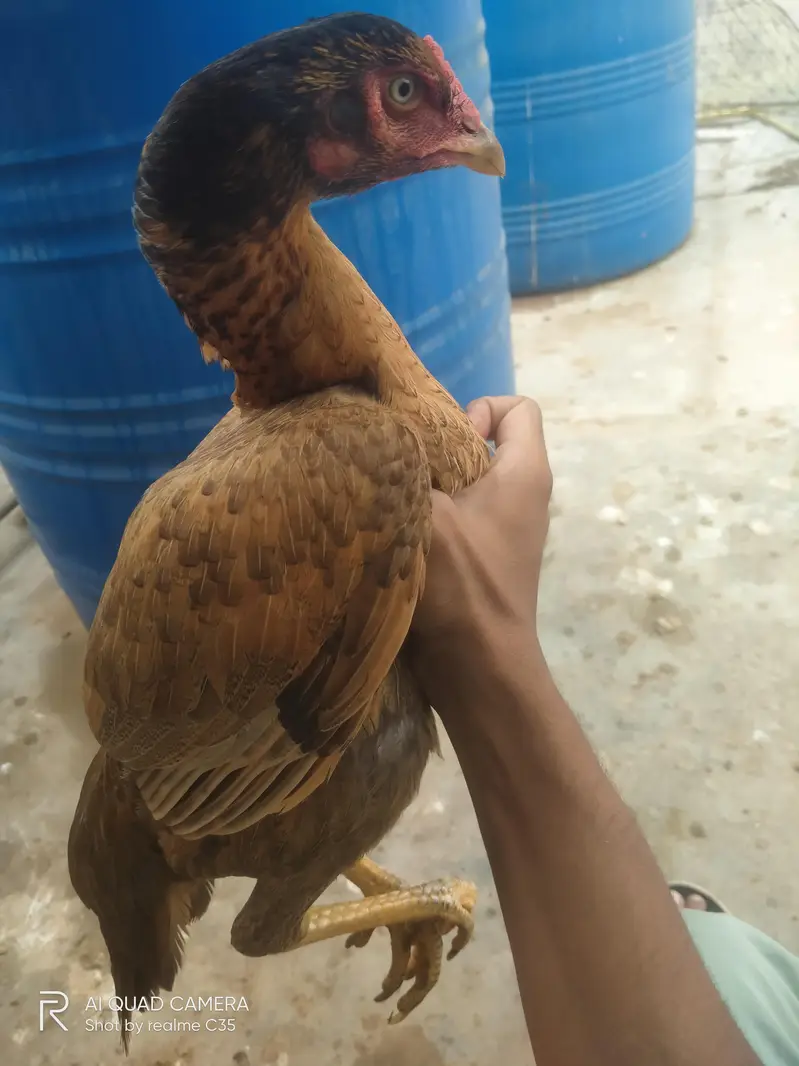 strong bloodline Aseel Hens — photo 2