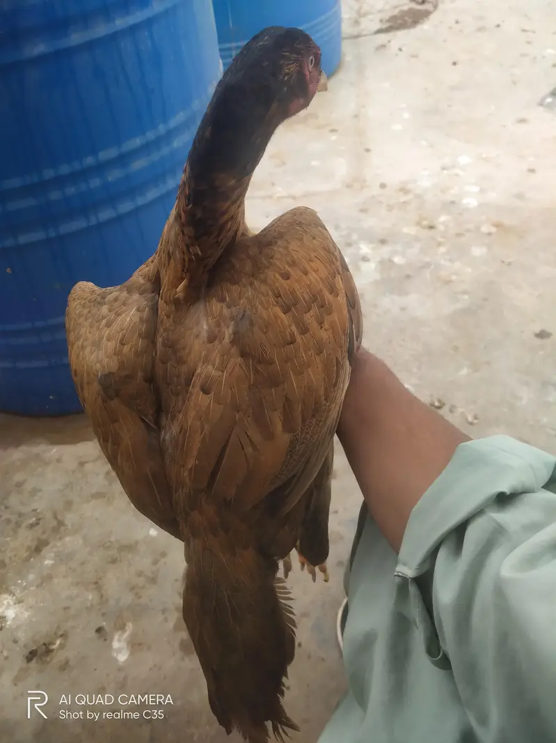 strong bloodline Aseel Hens — photo 3