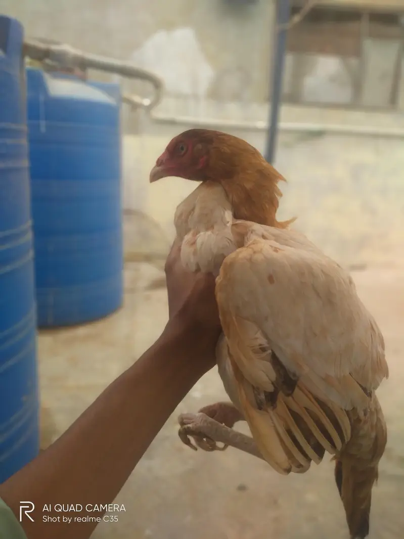 strong bloodline Aseel Hens — photo 4
