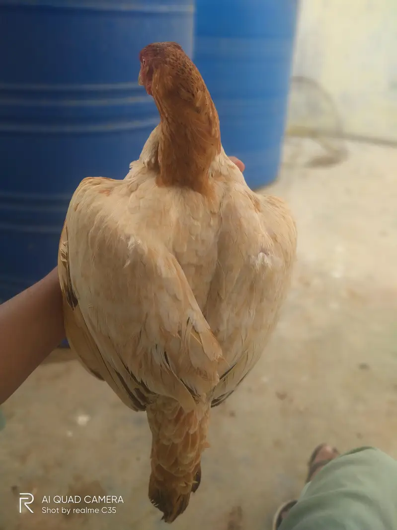strong bloodline Aseel Hens — photo 5