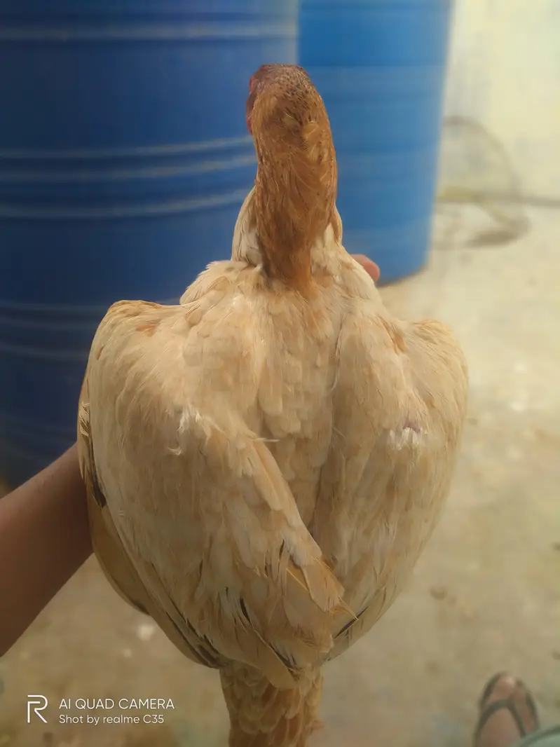 strong bloodline Aseel Hens — photo 6