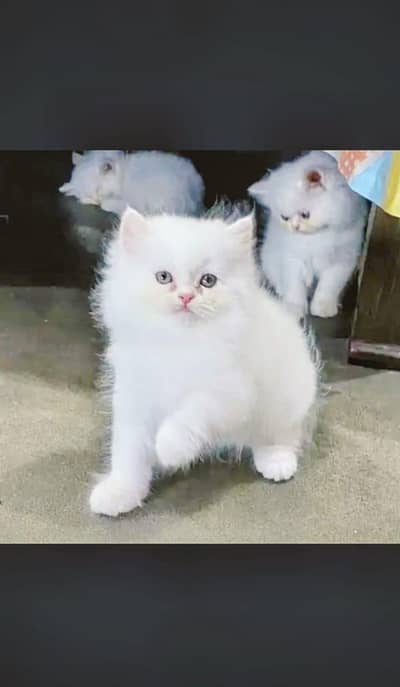 Cute  Cat baby