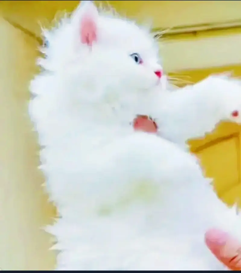 Cute  Cat baby — photo 2