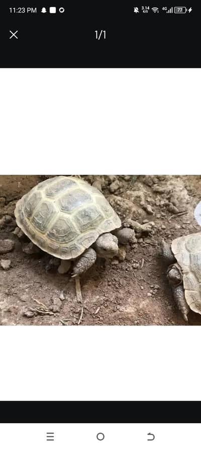 turtle