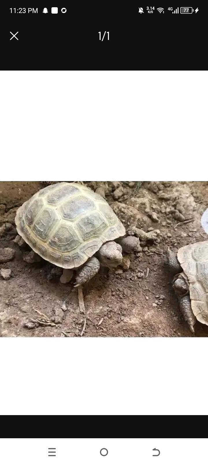 turtle 0