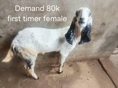 White maki cheeni path for sale 50 days ki cross hai