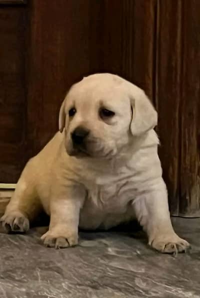 labrador pedigree pup imported bloodline 0301 461 5555