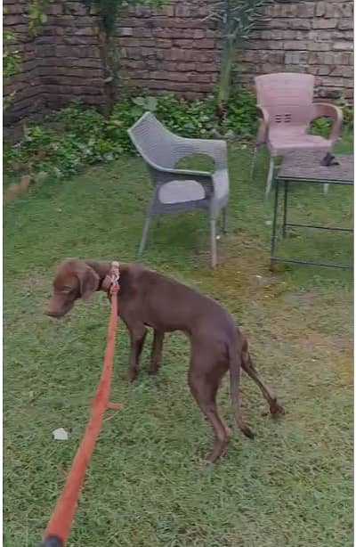 Hungarian Vizsla Dog | Pointer | Pure Breed | Healthy & Active
