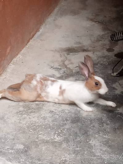 Rabbit Male Breeder