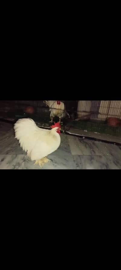 white bentum adult 5 chicks sale exchange