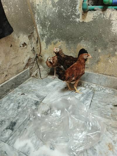 3 chiks golden misri active