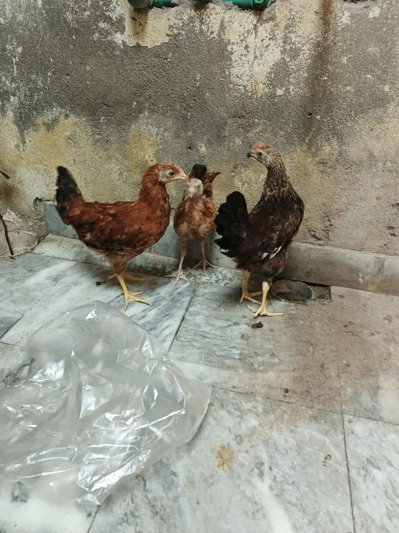 3 chiks golden misri active — photo 2