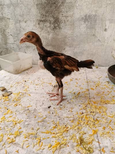 aseel chicks thi/barmi