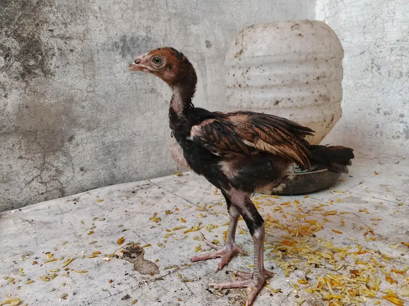 aseel chicks thi/barmi — photo 2