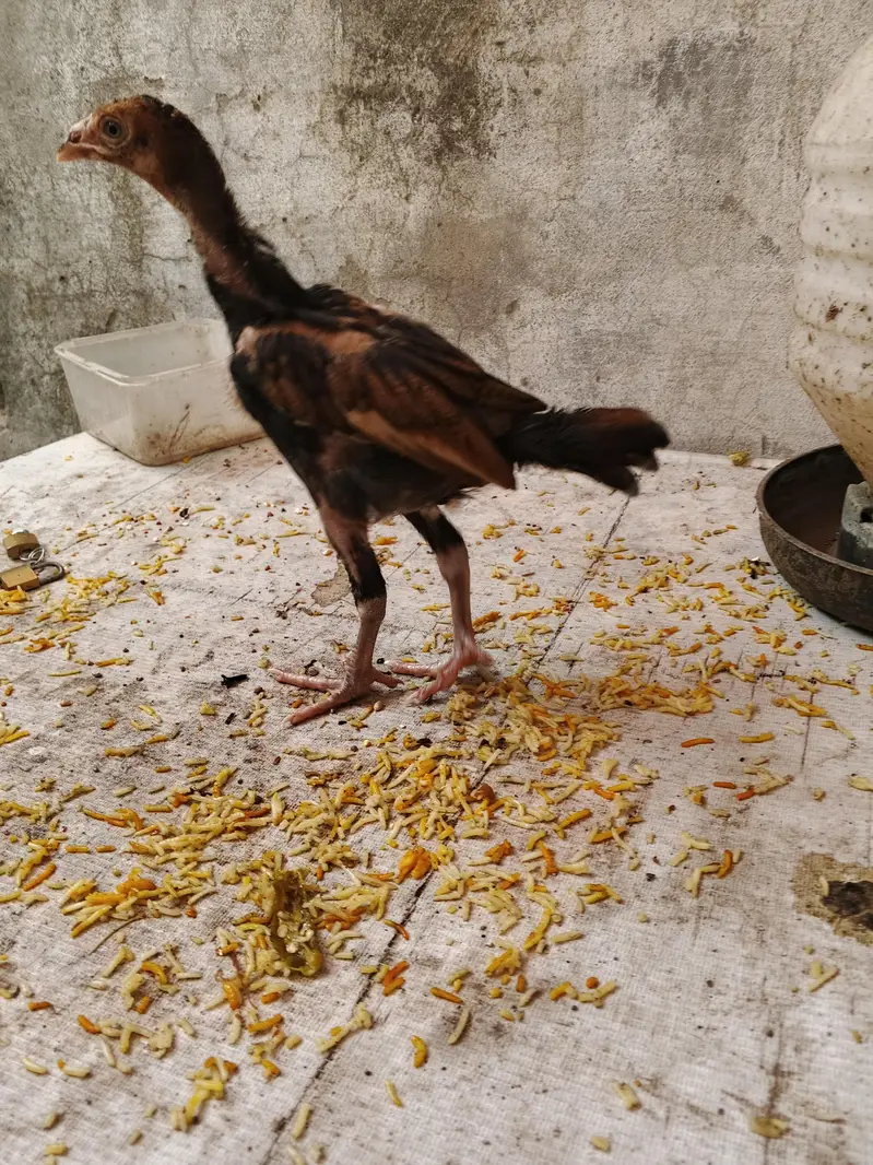 aseel chicks thi/barmi — photo 3