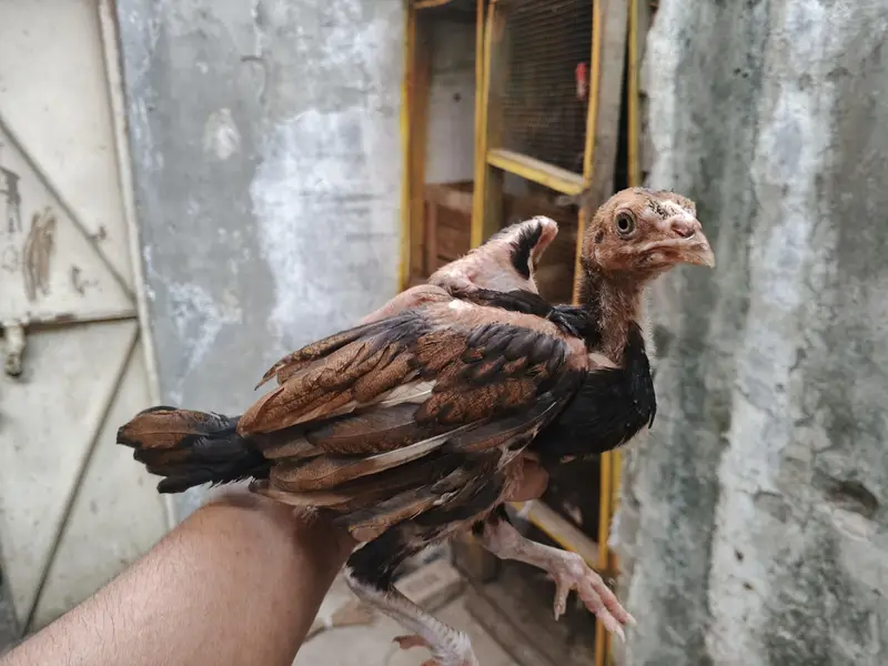 aseel chicks thi/barmi — photo 4
