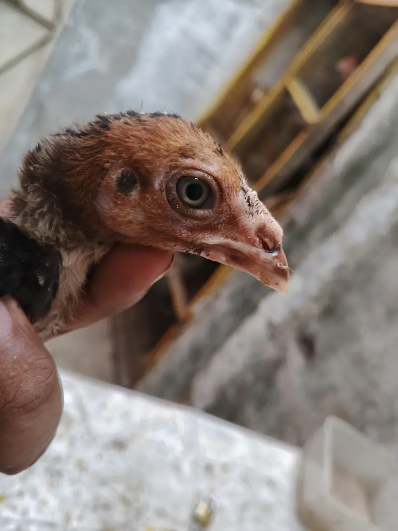 aseel chicks thi/barmi — photo 5