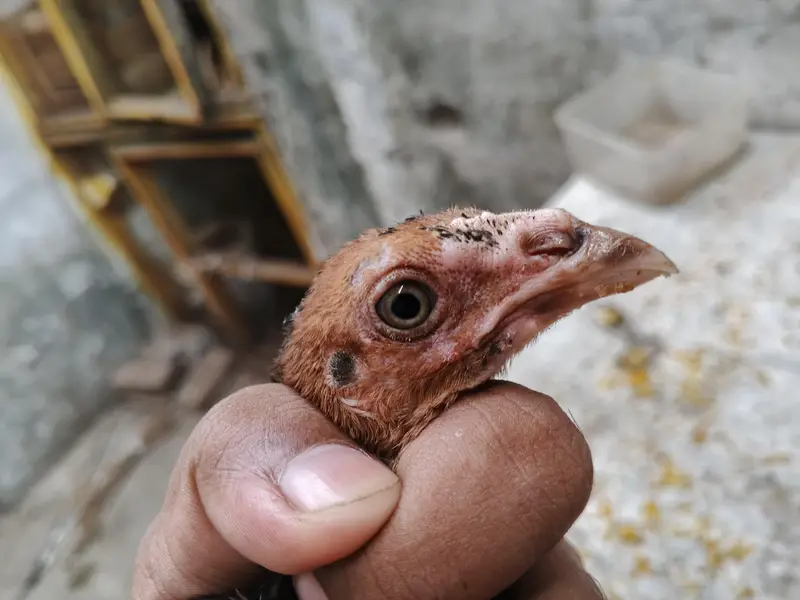 aseel chicks thi/barmi — photo 6