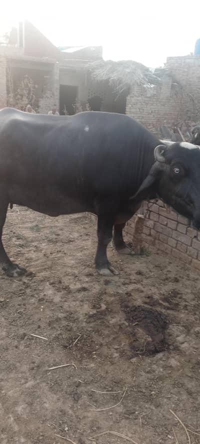 خوبصورت بھینس برائے فروخت - دوسرا سوآ (سونے میں 1 سے 1.5 مہینہ باقی)