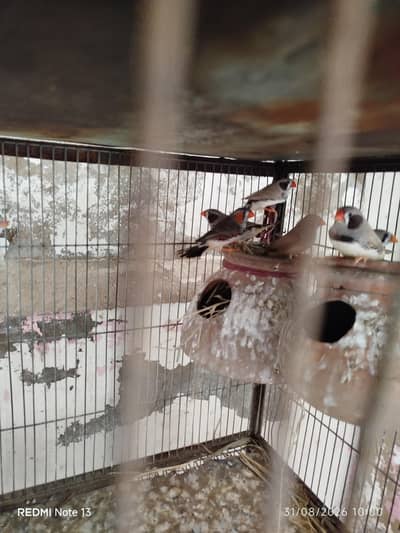 Finches and Java