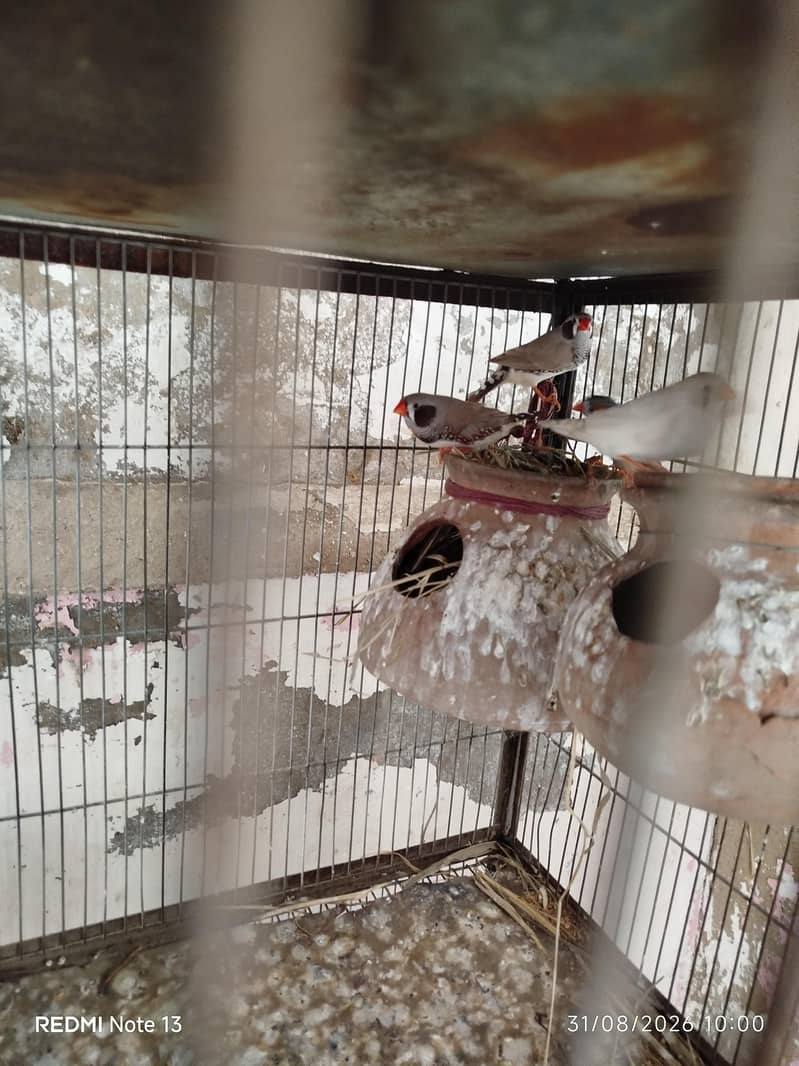 Finches and Java 1
