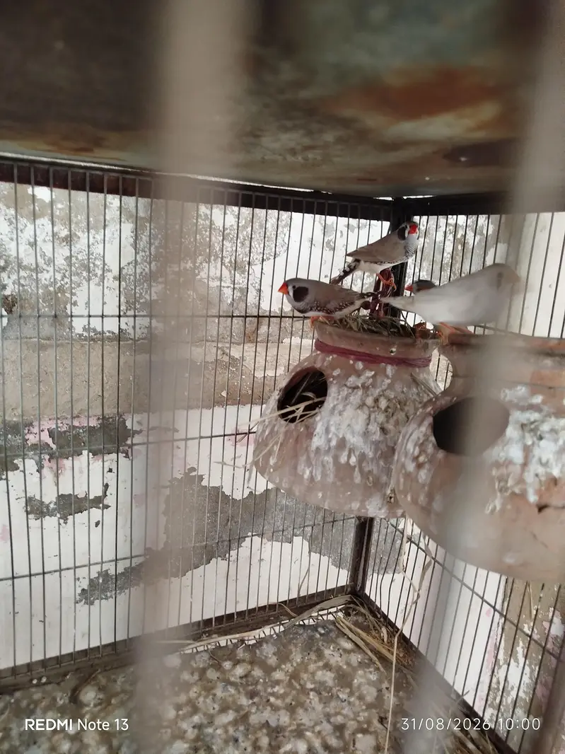 Finches and Java — photo 2