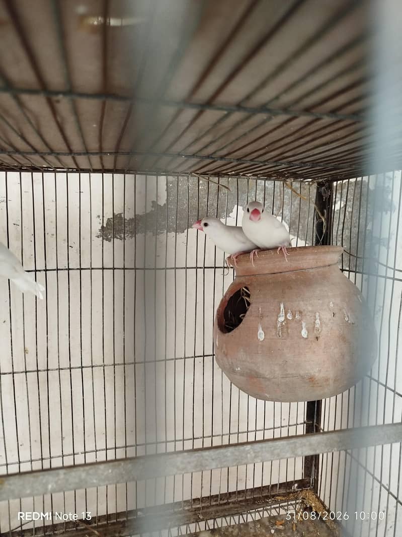 Finches and Java 2