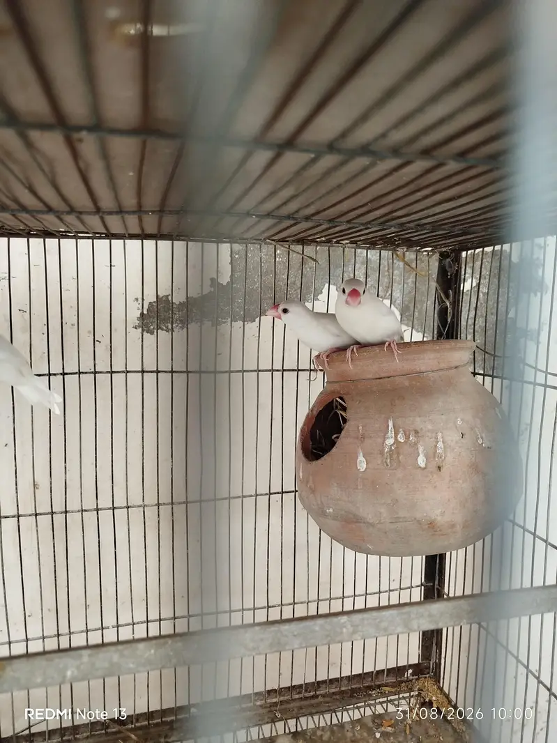 Finches and Java — photo 3