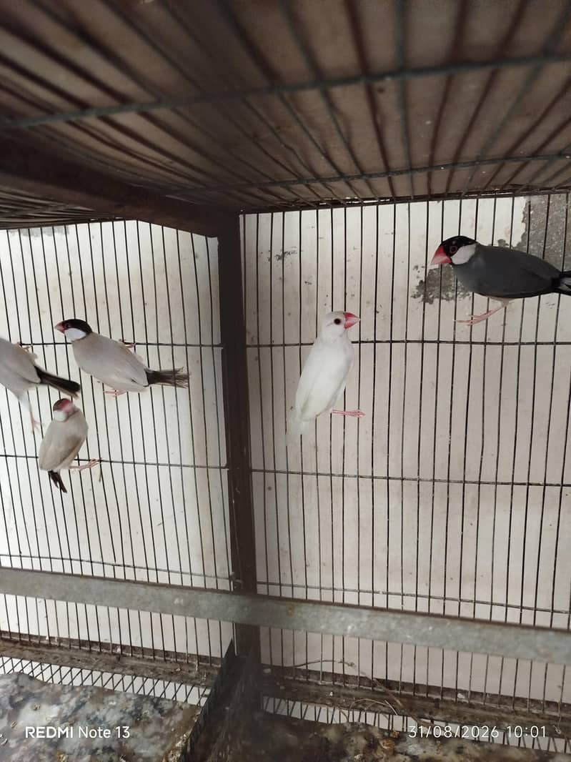 Finches and Java 3