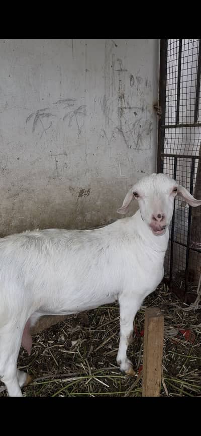 TAPRI zero size Gabban female for sale