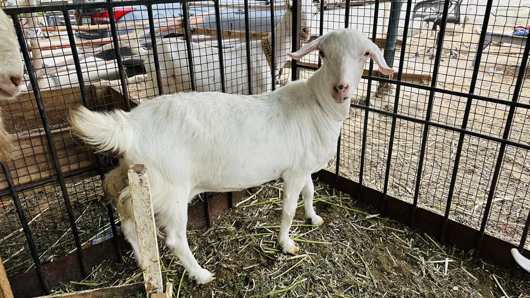 TAPRI zero size Gabban female for sale — photo 2