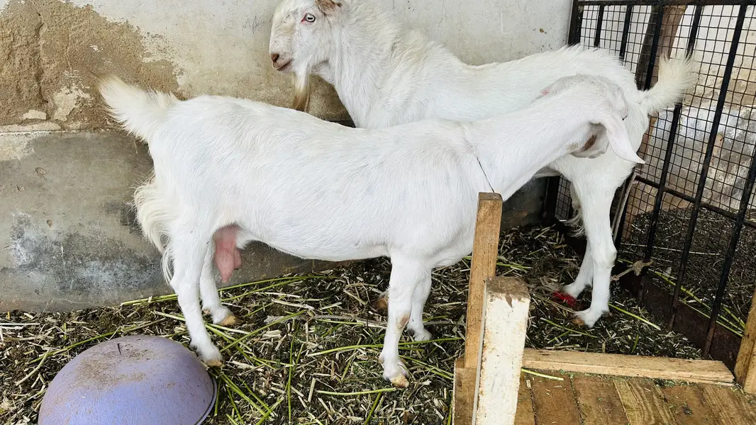 TAPRI zero size Gabban female for sale — photo 3