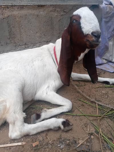 goats for sale