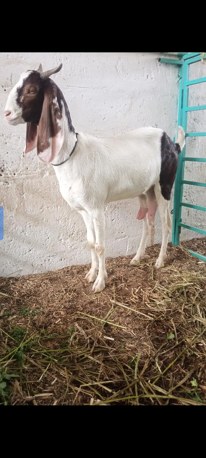 gulabi bakri — photo 2