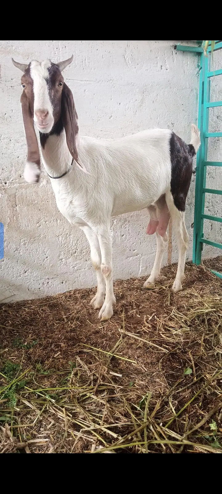 gulabi bakri — photo 3