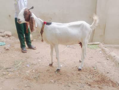2bakri madi choti wali 8 month bari wali 2 saal dono k 90000 hazar