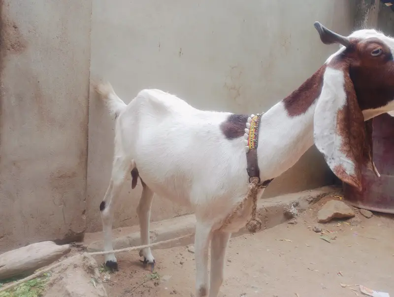 2bakri madi choti wali 8 month bari wali 2 saal dono k 90000 hazar — photo 2