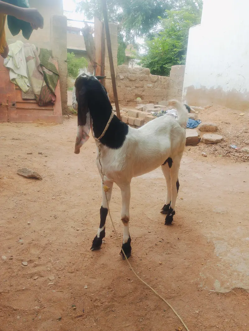 2bakri madi choti wali 8 month bari wali 2 saal dono k 90000 hazar — photo 3