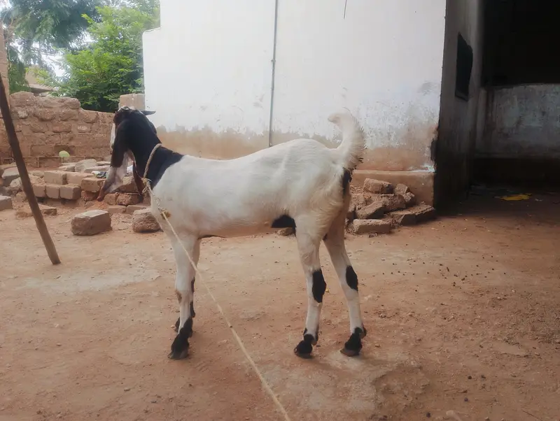 2bakri madi choti wali 8 month bari wali 2 saal dono k 90000 hazar — photo 4