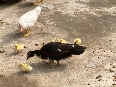 Mouscovy ducks and her babies for sell