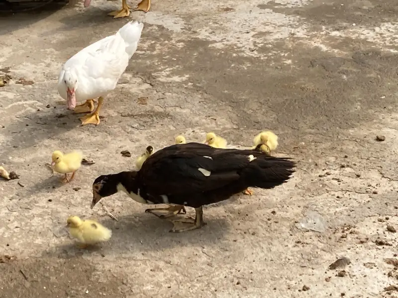 Mouscovy ducks and her babies for sell