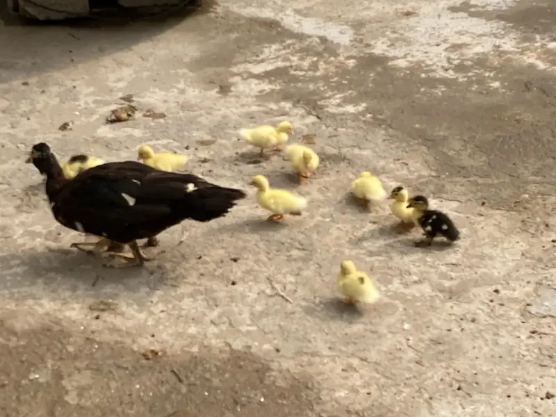Mouscovy ducks and her babies for sell — photo 2