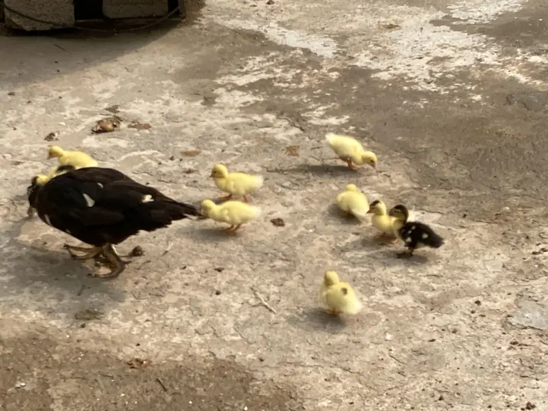 Mouscovy ducks and her babies for sell — photo 3