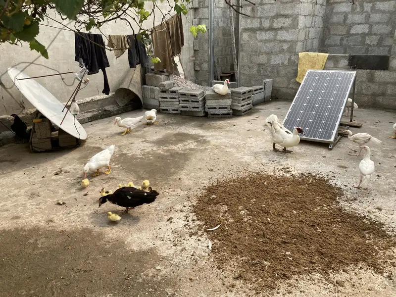 Mouscovy ducks and her babies for sell — photo 4